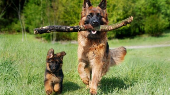 GroomUs anbefaler kvalitets hundefoder fra CORE og pelspleje med en blower til hunde